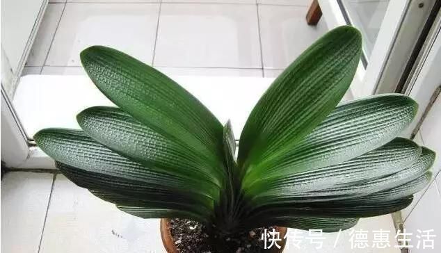 风信子|这16种花冬天越浇越死,3个月不管,反而长高个