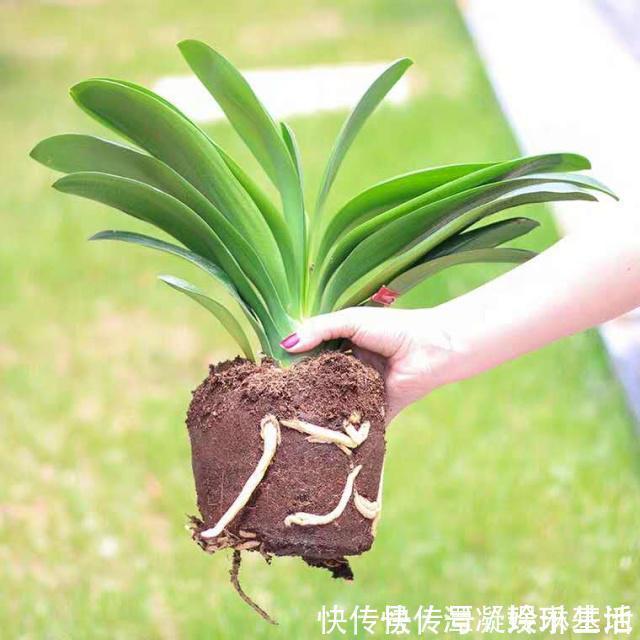 肥厚|养这10种花,再喜欢也别多浇水,少浇水,不管它,反而花更多