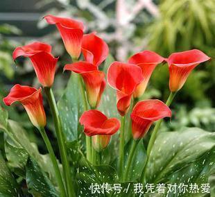 健康|3种花,再喜欢也别在室内养,会影响健康,家里养了赶紧搬出去