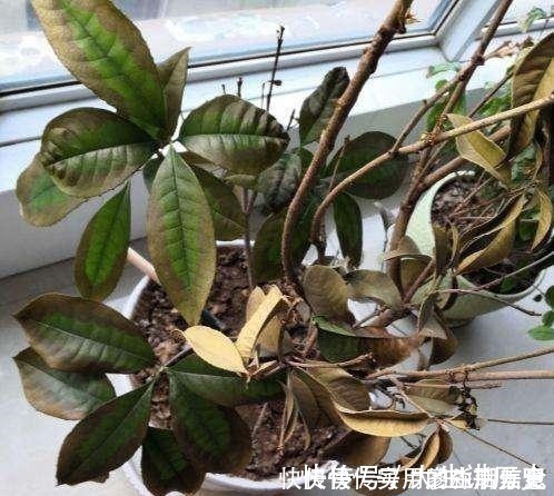 花盆|室内养花，有6个“禁忌”，犯1个也活不久，看你中了几个！