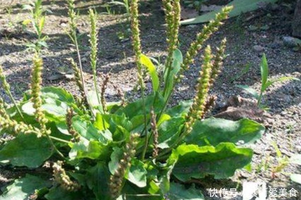 止咳|车前草也是宝,常用来煮水喝,好处不请自来,男女老少都离不开!