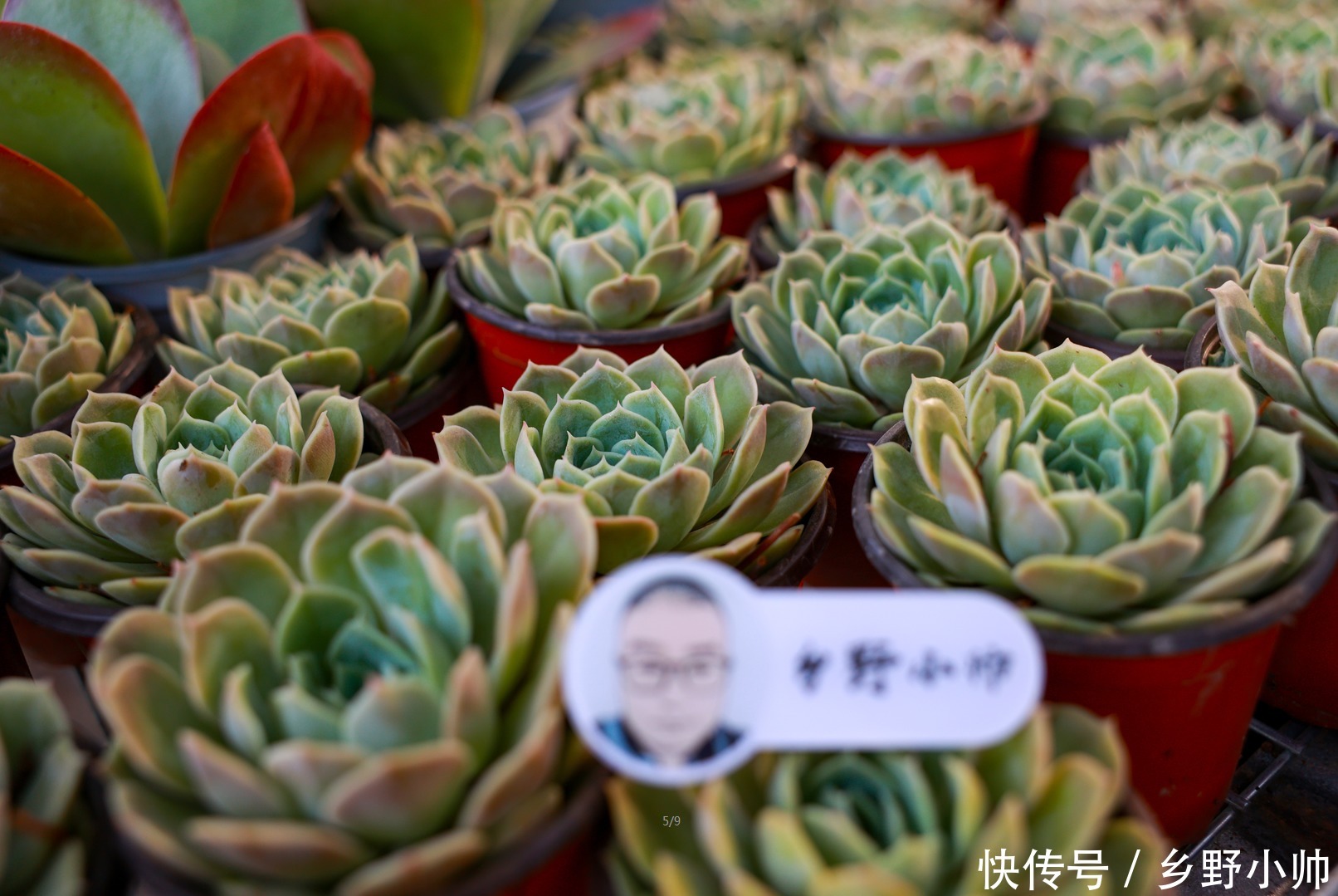 寓意|这几种多肉不仅呆萌可爱，而且寓意美好，养了它让你好运满满