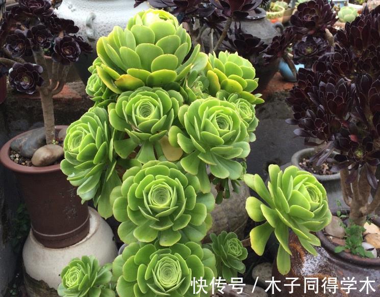 枝叶|养多肉绿羊绒，这些打理到位，爆头易，还能持久散发出花香