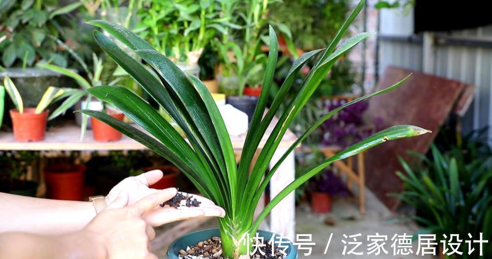 老花匠养君子兰有窍门,学会了油绿发亮开花美,简单实用