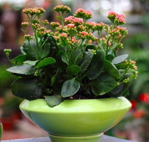 想要长寿花开花满枝头，做好几点养护很重要，花开一茬接一茬