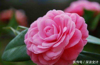几款开花小巧玲珑的花卉,随便一养开满盆,芳香满阳台