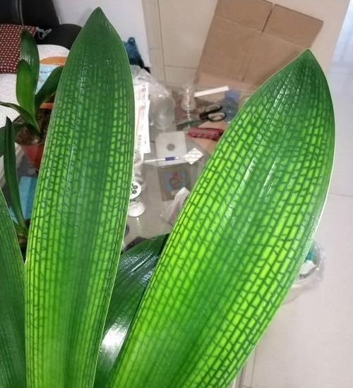 君子兰有个“酒肚子”,30天灌一次,叶子宽又绿,开花碗口大