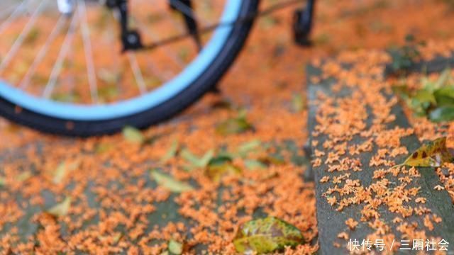 院子|富人喜欢在院子里种4种树,寓意都很好,早看早知道哦