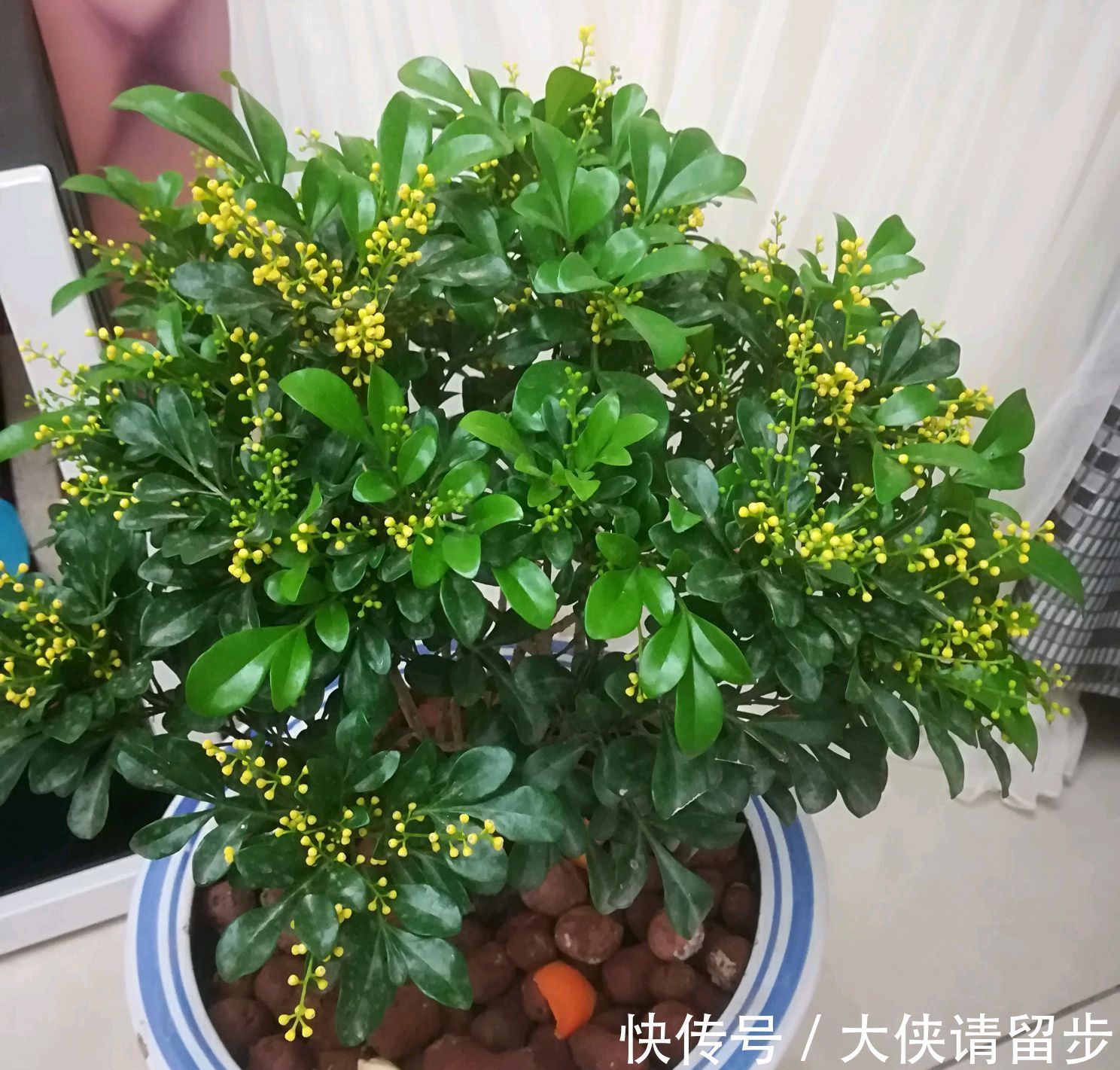 “人养花三年，花养人一生！”家居盆花100种，总有几款你喜欢