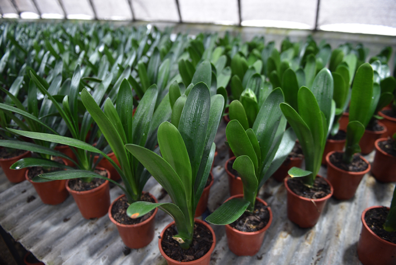 君子兰用这两个方法繁殖，长得快，成活率高