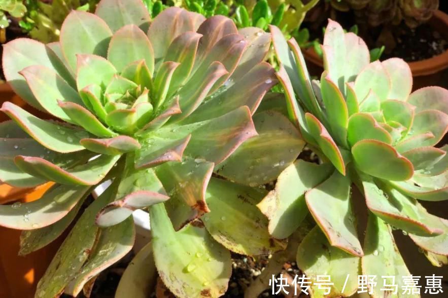 这6种多肉可不耐冻,大冷天赶紧搬回家,冻伤了可救不活