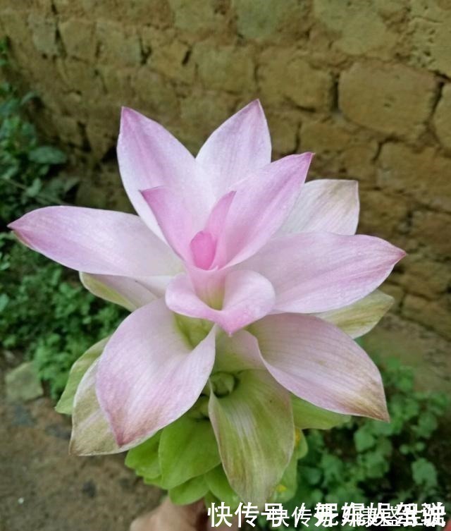 此花是世界名花,花朵超漂亮,花期长,养护简单,室内盆栽也可以!