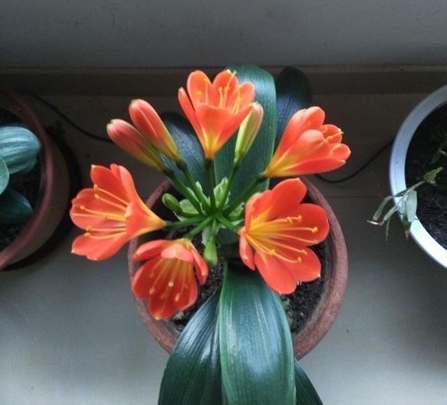 事情|君子兰做好这3件“小事情”,不怕没花赏,叶肥厚油亮数量多