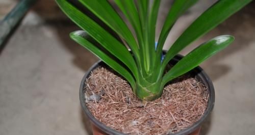 作为养花人,有机会就多收集些它们,看着不起眼却全是好东西