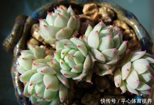 花卉|养花不能太勤快,这些懒人花,小盆种少浇水,越长越美!