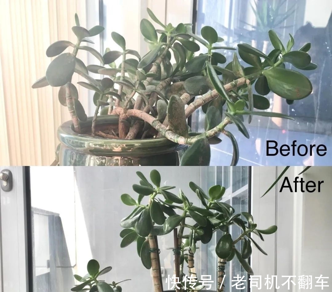 这三种多肉植物不养成盆景就太浪费了,附上制作和养护技巧