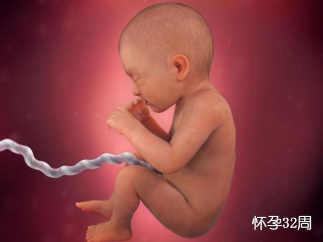 准爸爸|组图了解胎儿在子宫中的生长过程,生命太奇妙了!准爸妈们看看