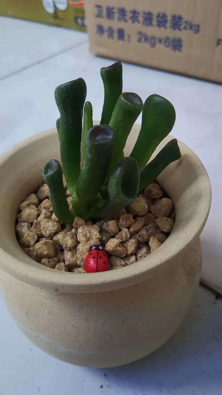 养肉多年的新手我相信它们一定可以变得更美丽！