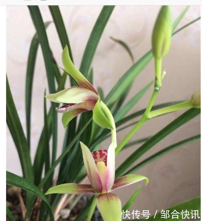 兰花也爱美，保湿工作做得好，兰花长得娇又俏，值得一试。
