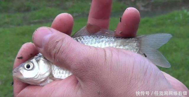 钓鱼|为什么浮漂有信号,提竿却没有鱼