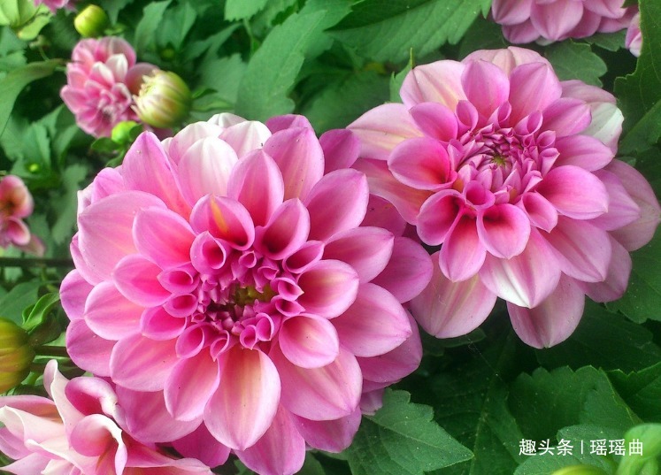 此花是世界名花之一,雍容华贵妖娆非凡,素有大吉大利的寓意