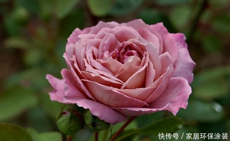 20款紫色月季品种。浓香、抗病非常好养,天然紫色唯美盛开