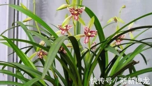 老花农养兰花,只用1种植料,易生根好栽种浇水方便