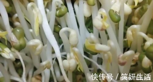 发豆芽|豆芽不用出门买，教你在家发，4天就能吃，又粗又壮好吃更安全