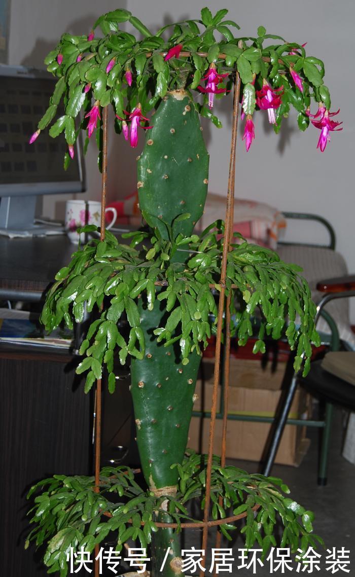 蟹爪兰侧芽多开花满盆,是因为加了这个,这是绝招