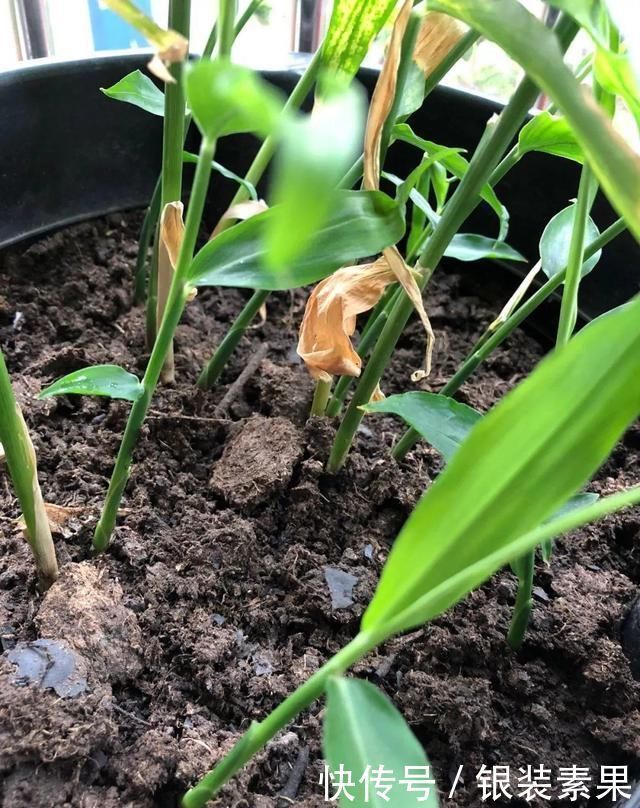 龟背竹|一个芋头芽,埋在花盆里,10天长成大盆景,比龟背竹还漂亮