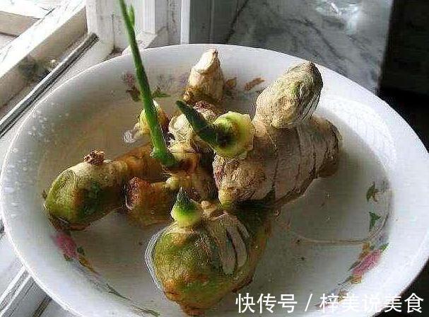 盆栽生姜,把“姜崽”丢盆里,8天出芽,1年后长出一桶“姜山”