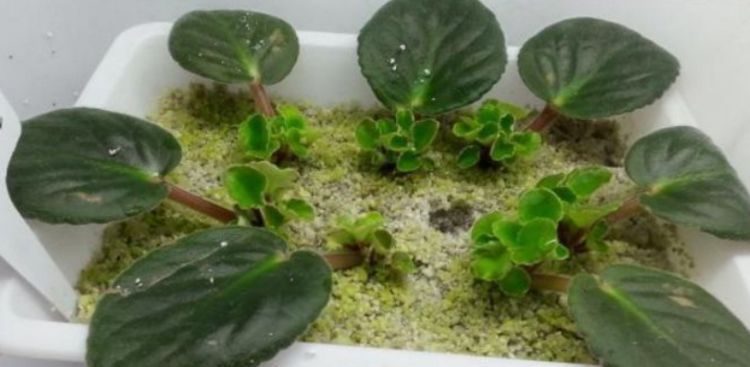 今日“种下”3种花,只需1片“叶子”,半月就生根,秋天开满花