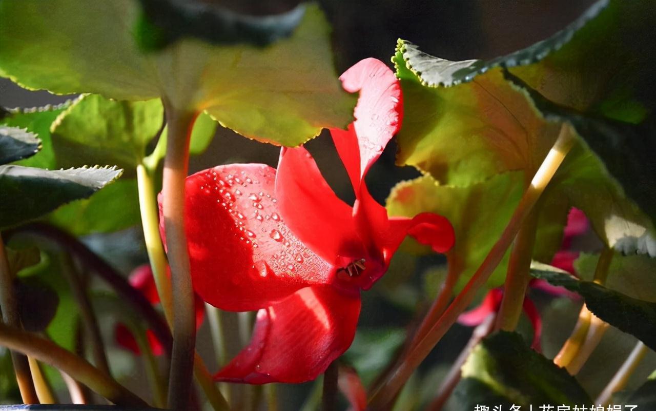 室内养殖这些花卉时，浇水时不要浇湿叶片，可能会造成烂叶的现象