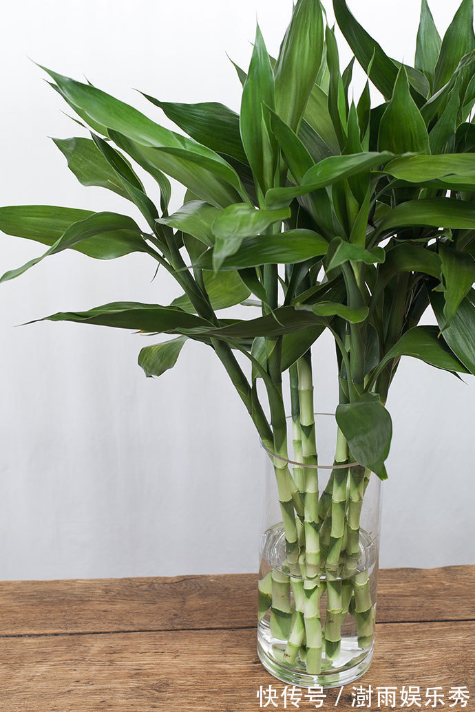 13种“阴冷花”，客厅没光照，长得更旺，越晒越难看