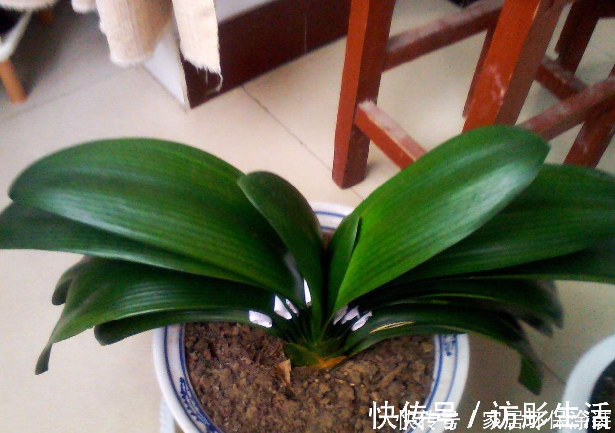 根系|养君子兰，死记硬背5个要点，啥问题也没有，叶子油绿过年满花箭