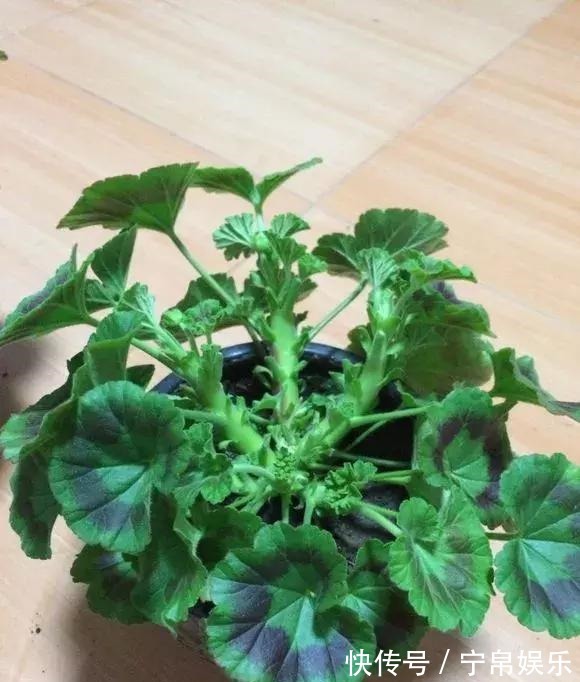 德利|1种花“人人爱”,耐旱好养,新手也能花开成球,一开300天!