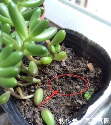 养花|养花别傻傻的“浇水”，老花匠教你一招，养什么花都可以“爆盆”