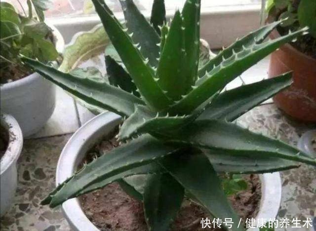 夏天养花,花盆里小虫子多,6种除虫“小技巧”,一学就会!