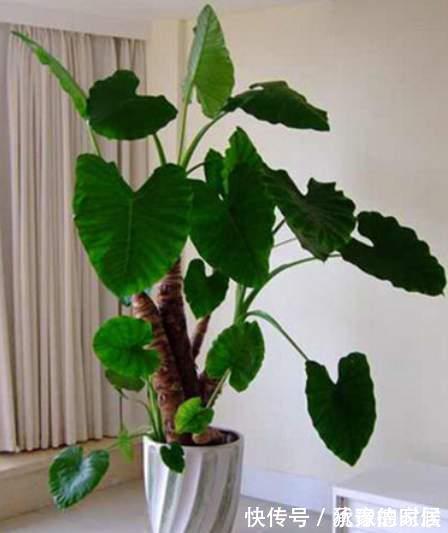 15种花有毒,家里有老人、小孩、孕妇或宠物的,要慎养