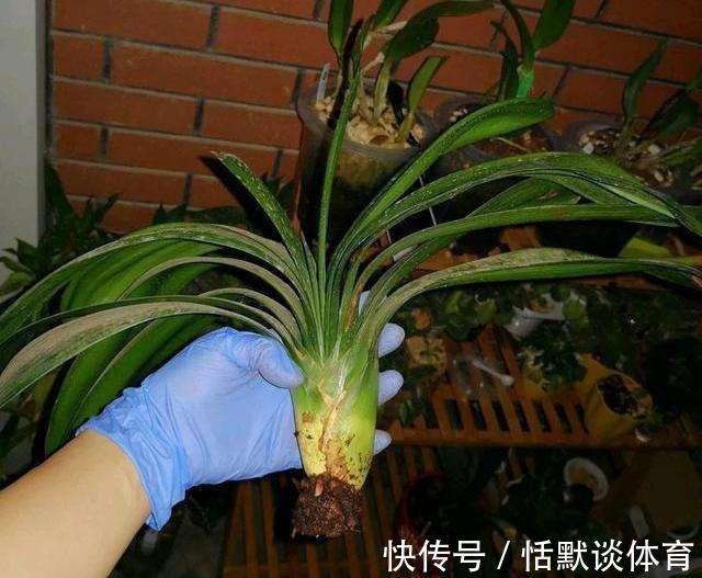 危险期|立秋后，6种花进入“危险期”，当心“黑腐”找上门