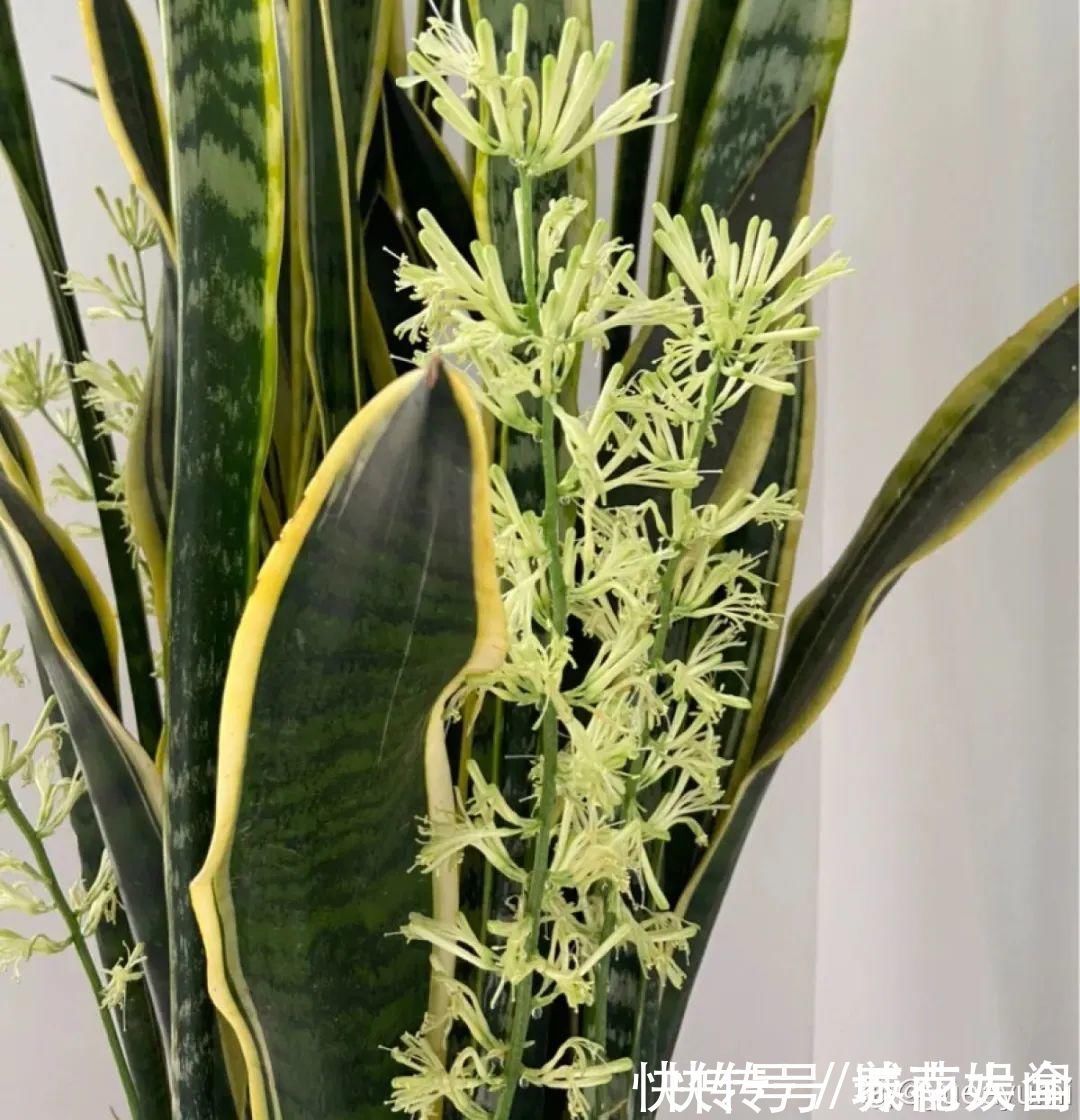 耐旱|超级耐旱花,整个冬天不浇水,还能胖一圈