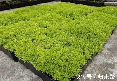 怕多肉冬季休眠该怎么办?盆栽这6样,耐寒好养,天冷不受影响