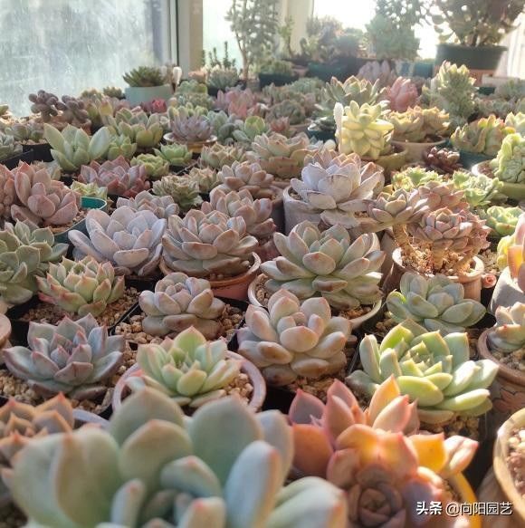 光合作用|秋天到了光照减弱，多肉搬到户外，昼夜温差大，容易出状态