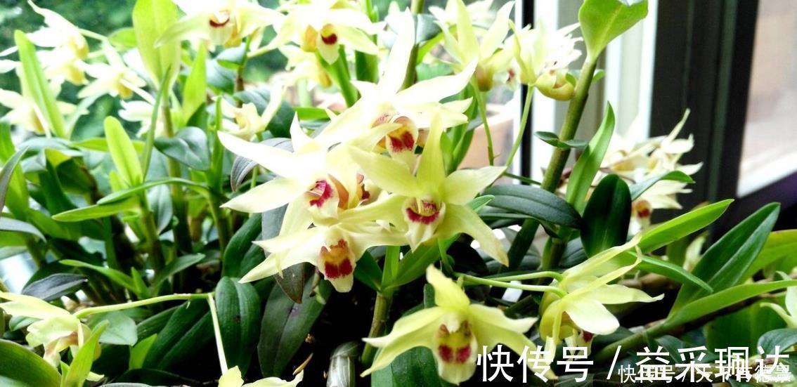 浇水|养君子兰和兰花三个错误不能犯，要了解清楚，不然长不好