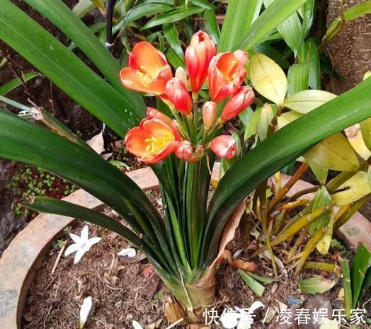 虎皮兰|养花不用买“土”,出门捡1麻袋“它”,用来养花,根系呼呼长!