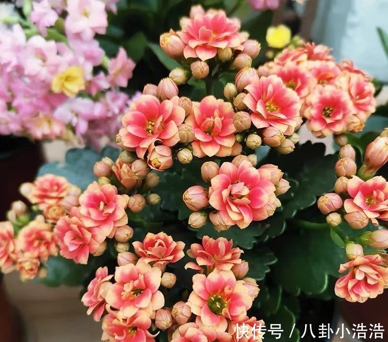 花期|45种长寿花,个个都是高颜值,家里养几盆,美得移不开眼