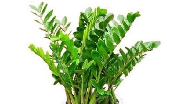 这些大吉大利的盆栽,生意人都爱摆一盆,你家里有吗