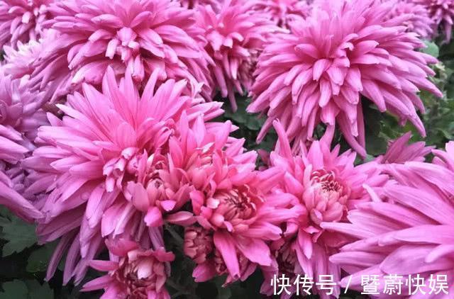 珍稀菊花|“珍稀菊花”胭脂红，花团锦簇，清新之美，堪称是养花必备