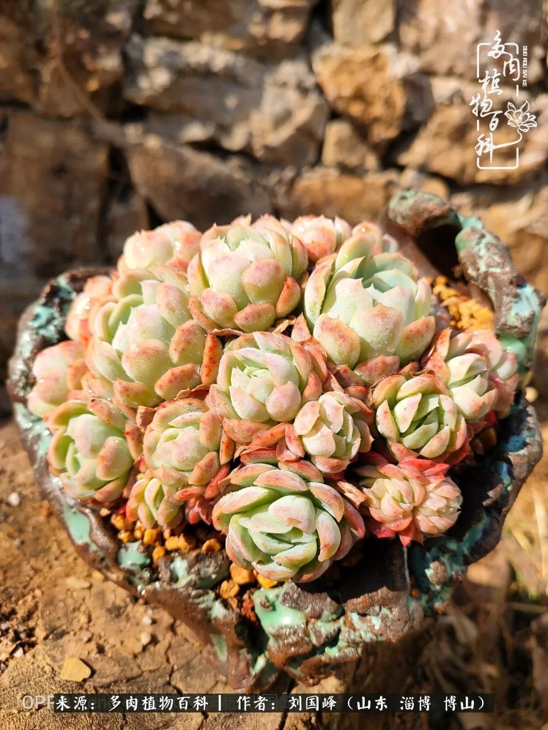 贵的不一定是对的，你的多肉究竟值多少钱附冬季养护攻略！