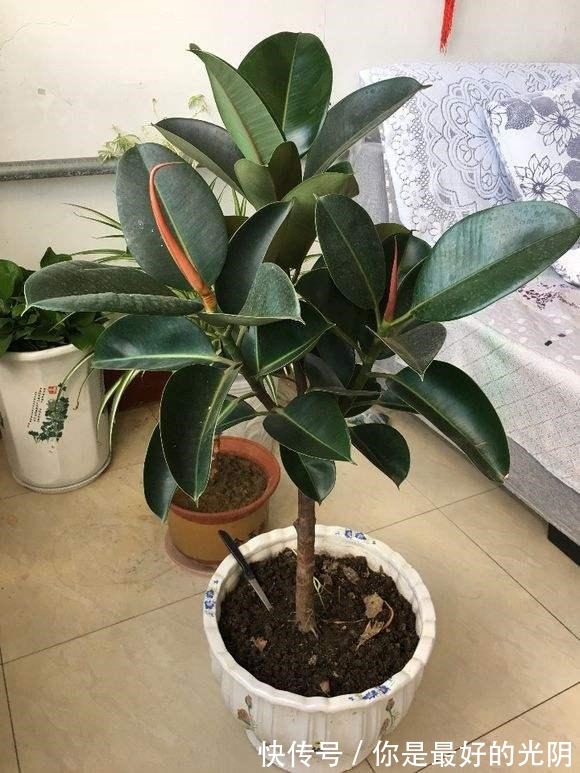 橡皮树“一枝冲天”咔嚓一刀，满枝新芽冒，变成“老树桩”